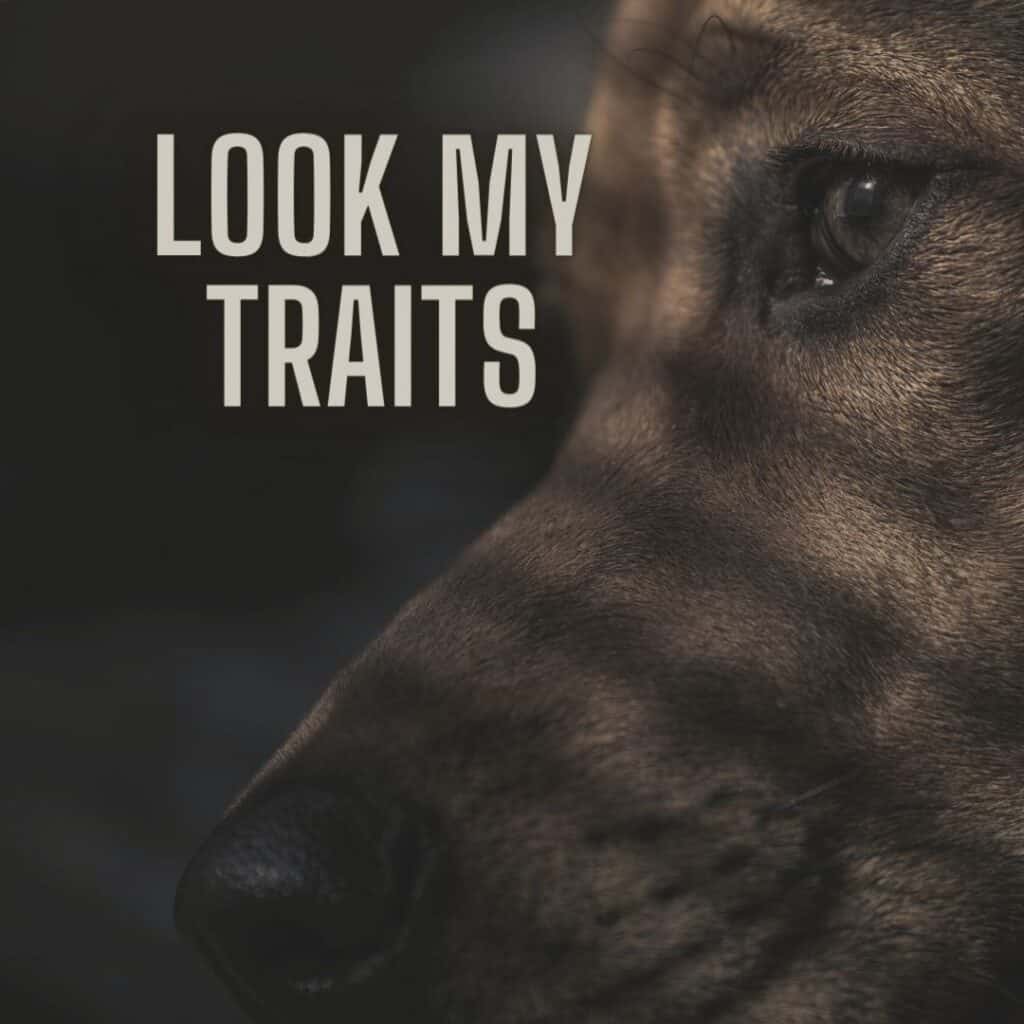 Uncovering the unique traits of the greyhound Breed Comprehensive Guide!